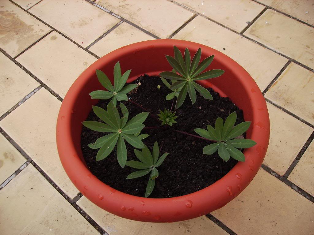 Lupinus.jpg