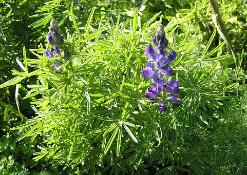 lupinus_angustifolius.jpg