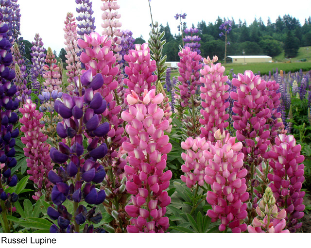 lupinus_polyphyllus.jpg