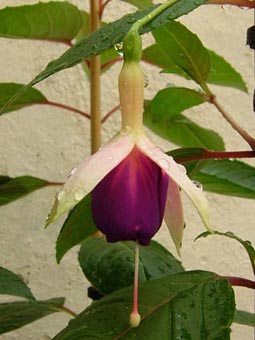 Lurdes-14Jun.jpg