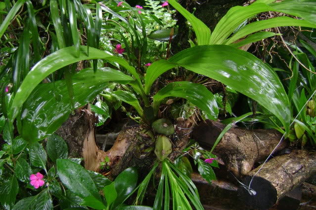Lycastecruenta11.jpg