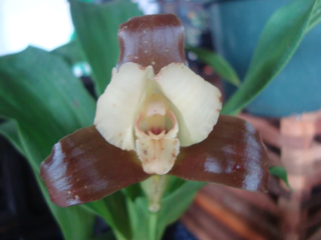 lycastremacropillaa.jpg