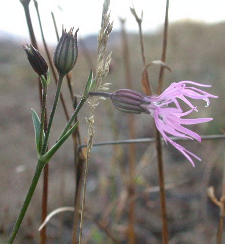 lychnis-flos-cuculi-3.jpg