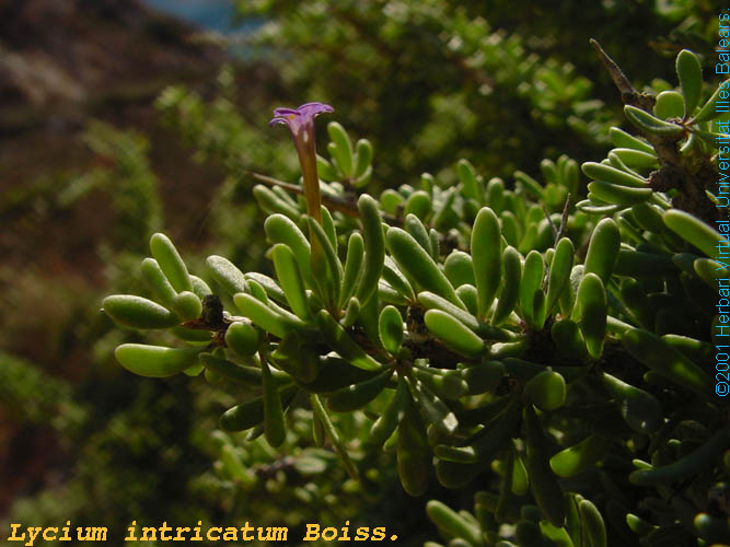 Lycium%20intricatum(fl)_s_f.jpg