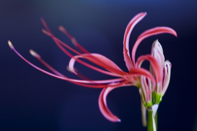 lycoris.jpg