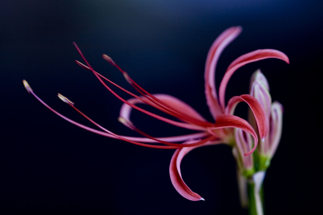 lycoris2.jpg