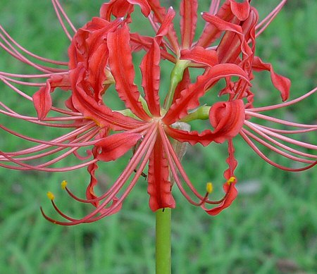 Lycoris_radiata_flower2.jpg