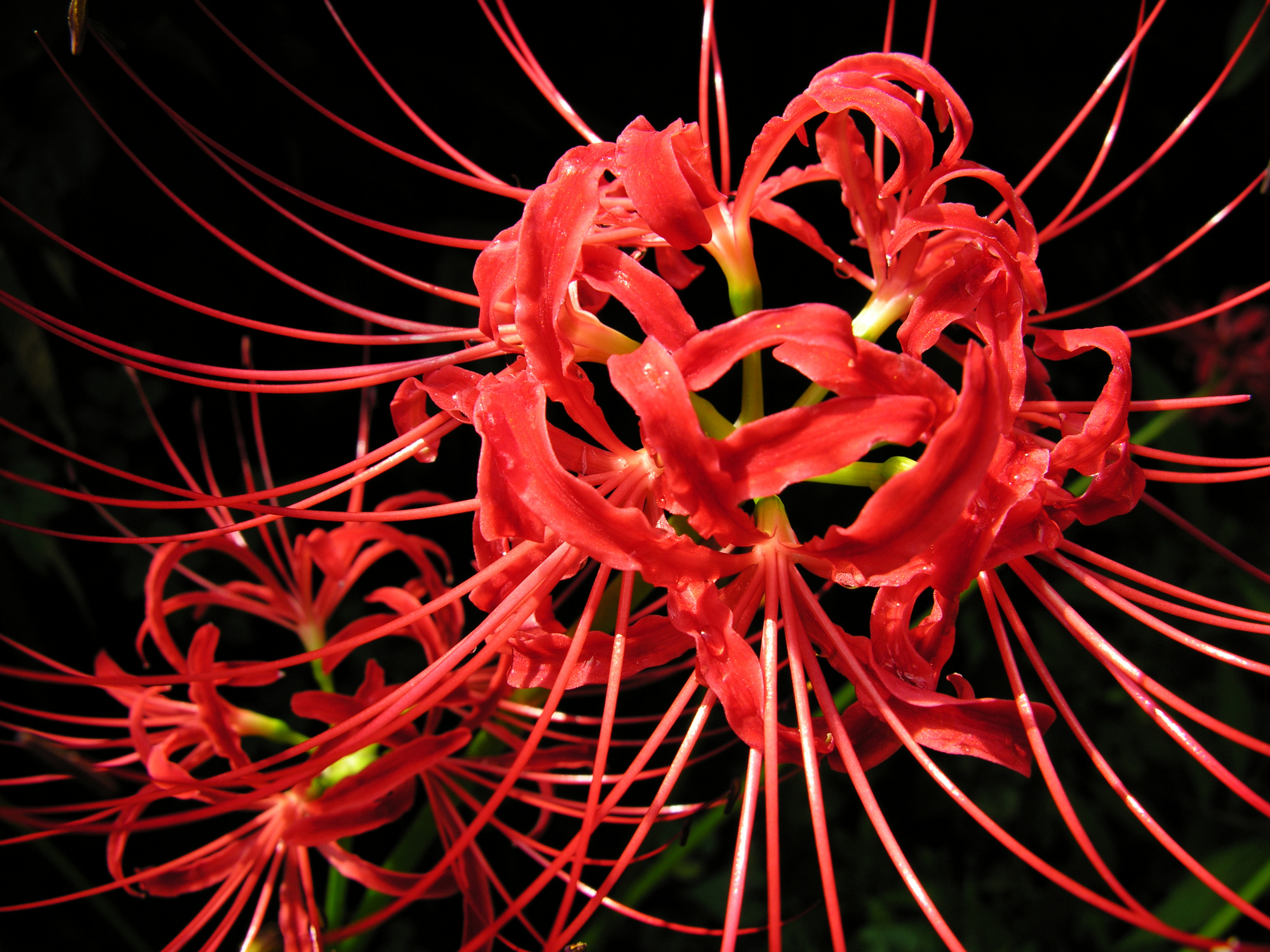 Lycoris_radiata_spiderlily_higanbana_DSCN9115.JPG