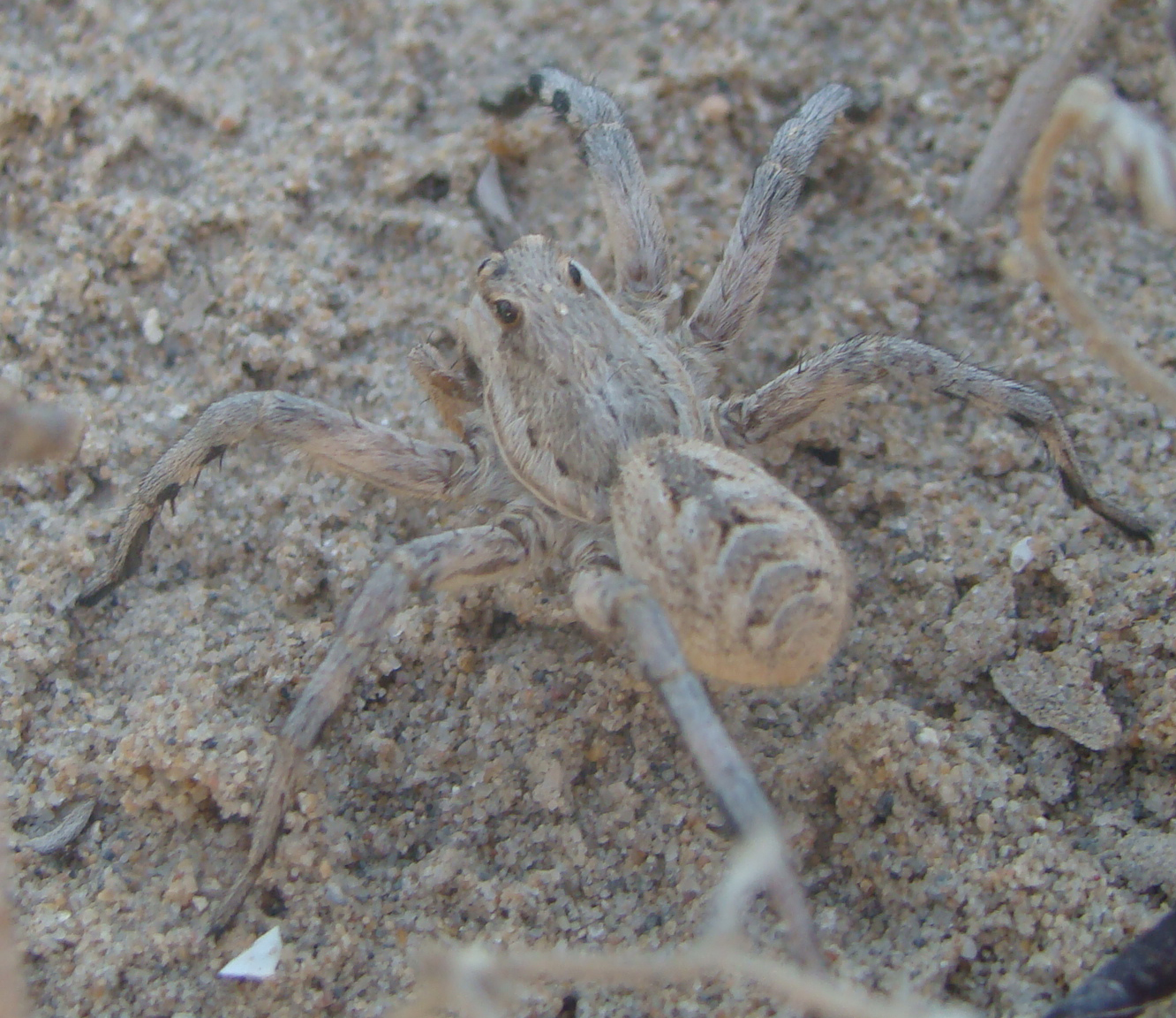 Lycosa%20radiata.jpg