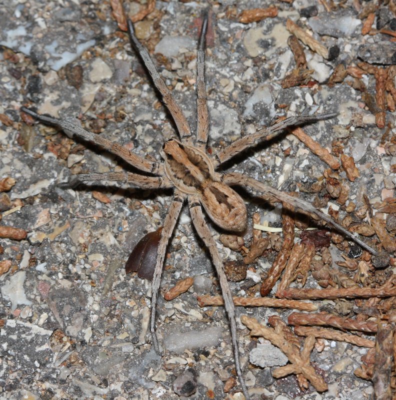 Lycosa%20tarantula.jpg