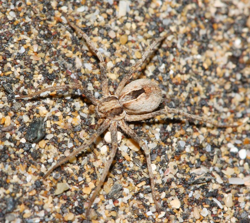 Lycosa_1783.jpg