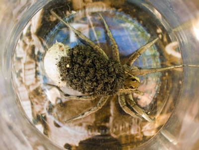 Lycosa_tarentula.jpg