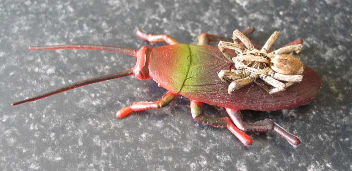 lycosamuerta.jpg