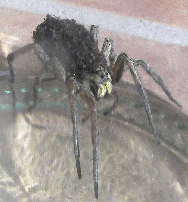 lycosani_os1.jpg
