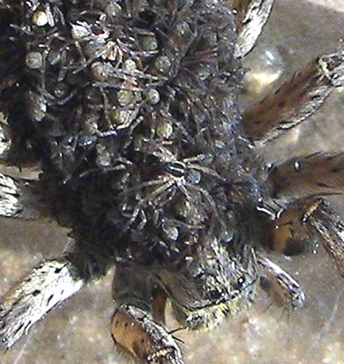 lycosani_os2.jpg