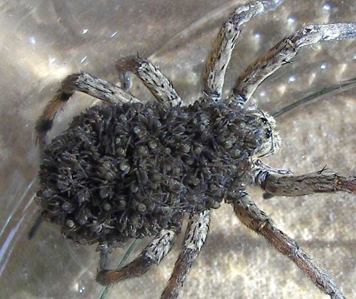 lycosani_os3.jpg
