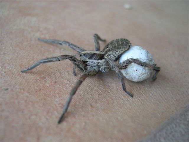 lycosapelota.jpg