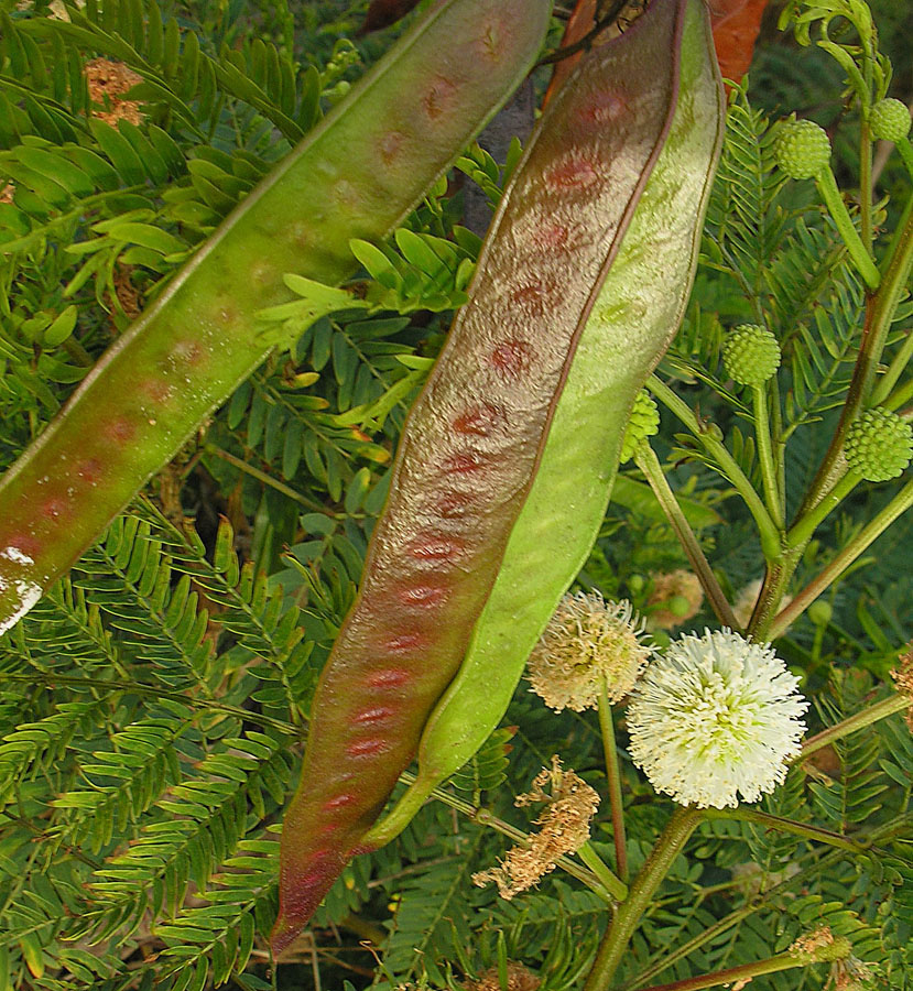 Lysiloma_divaricatum_pods_%2827037790014%29.jpg