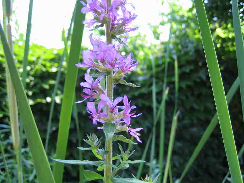lytrum%20salicaria.JPG