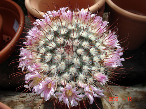 m.%20moelleriana.jpg