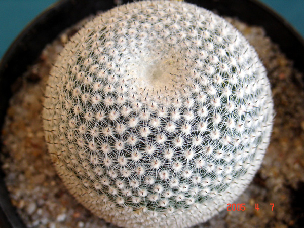 m.%20pseudoperbella.jpg
