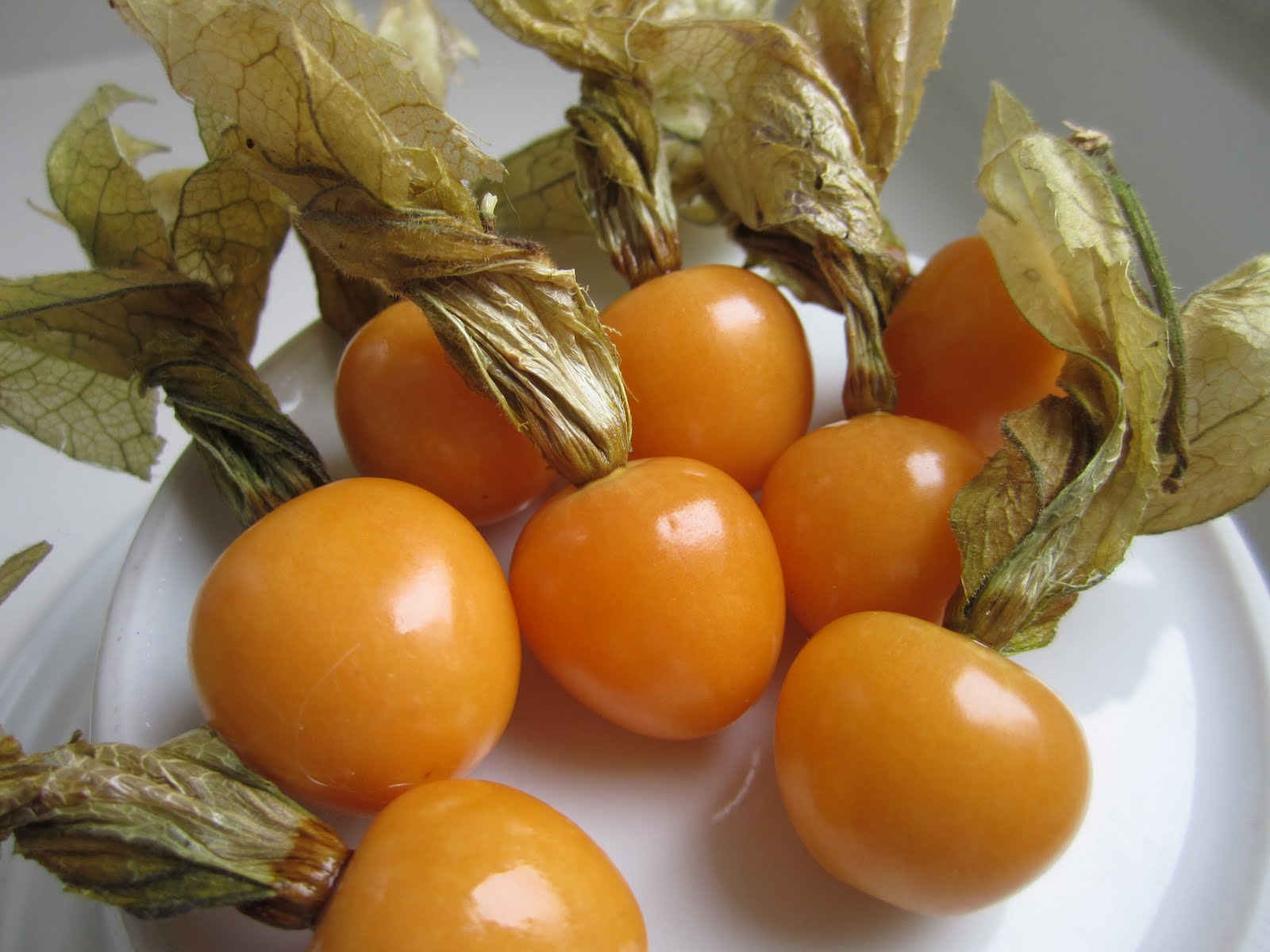 m%25C3%25A1s+physalis+043.JPG