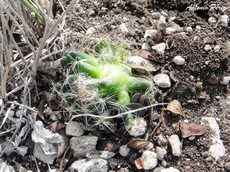 M.+aureilanata.JPG