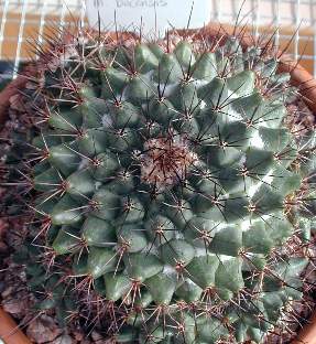 M.bocensis.jpe