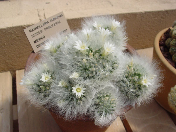 m_albicoma_a_600.jpg
