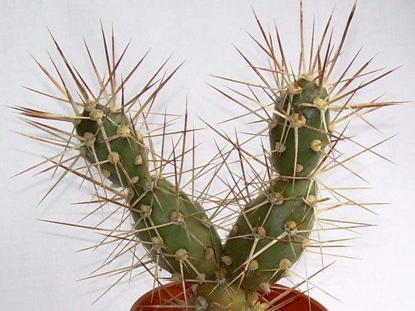 m_darwinii_d_600.jpg