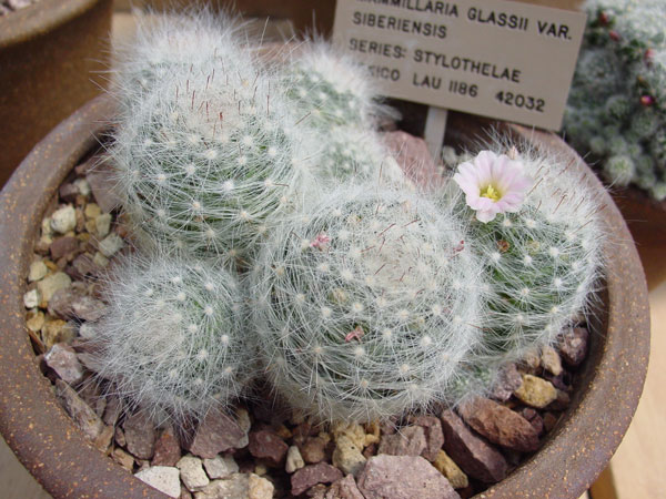 m_glassii_a_600.jpg