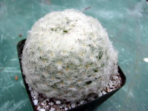 m_plumosa_a_600.jpg