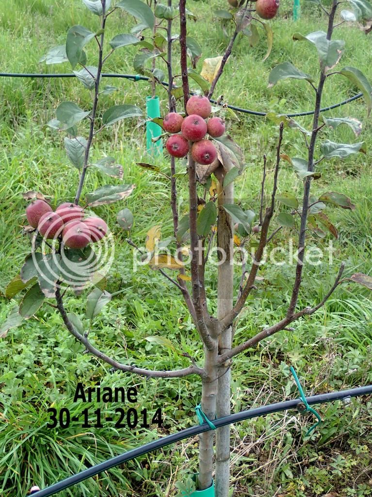 maca_ariane_nov_2014_zpsf2269df6.jpg