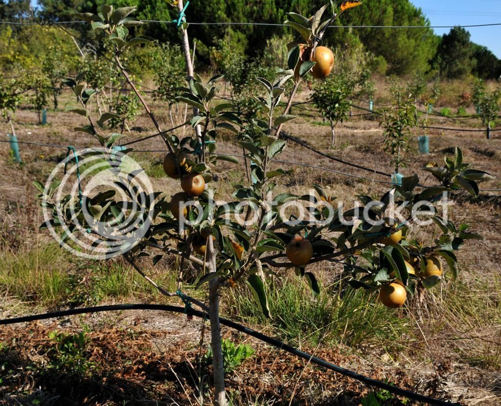 maca_reineta_parda_zps34015577.jpg