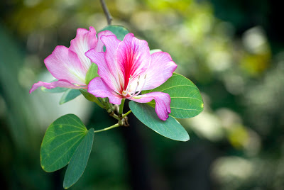 Macau-082-B-Camoes-Bauinia.jpg