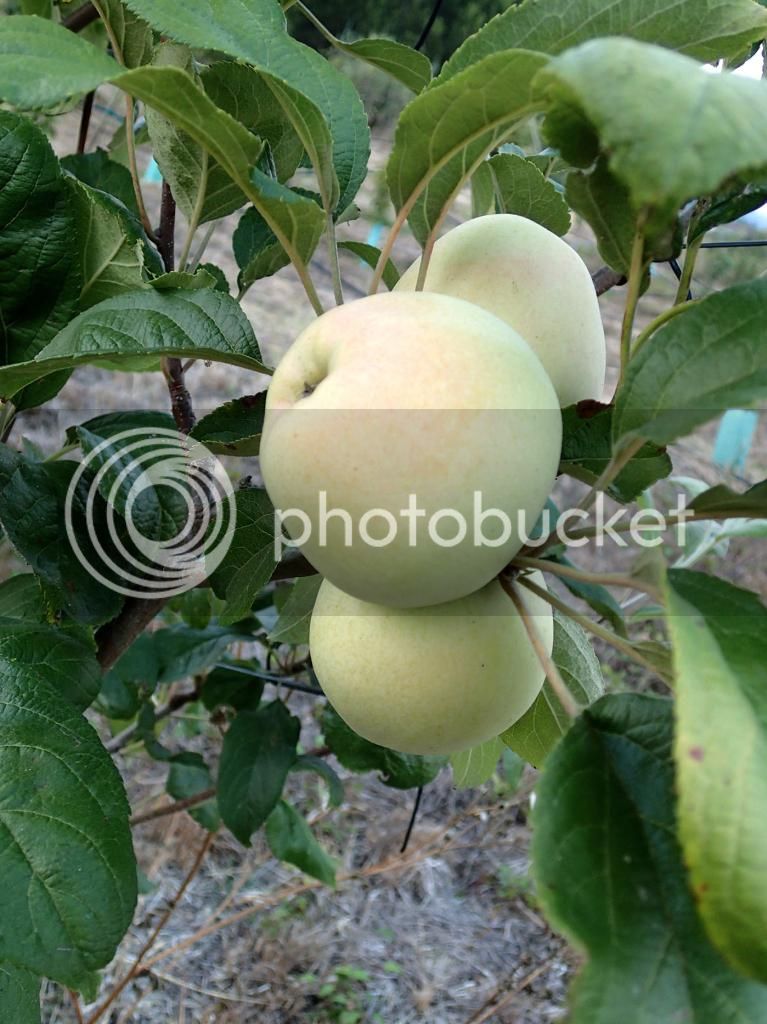 maccedilatilde_bravo_esmolfe_agosto_014_zpse465c172.jpg