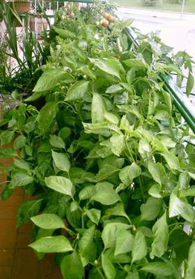 Macehuerta_lateral_3-.JPG