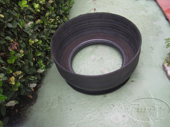 maceta+de+nuematico+22+agosto+2011.jpg