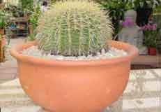 maceta_cactus_redondo.jpg