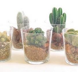 Maceteros vidrio para cactus