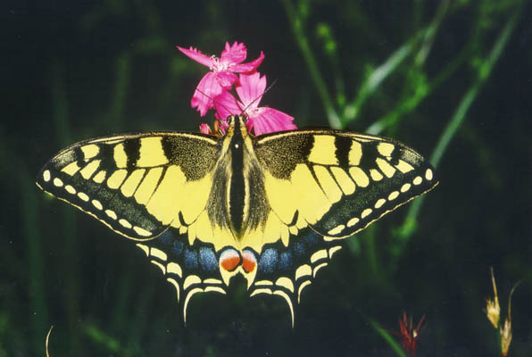 machaon-6u.jpg