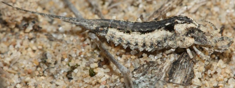 machilidae.jpg