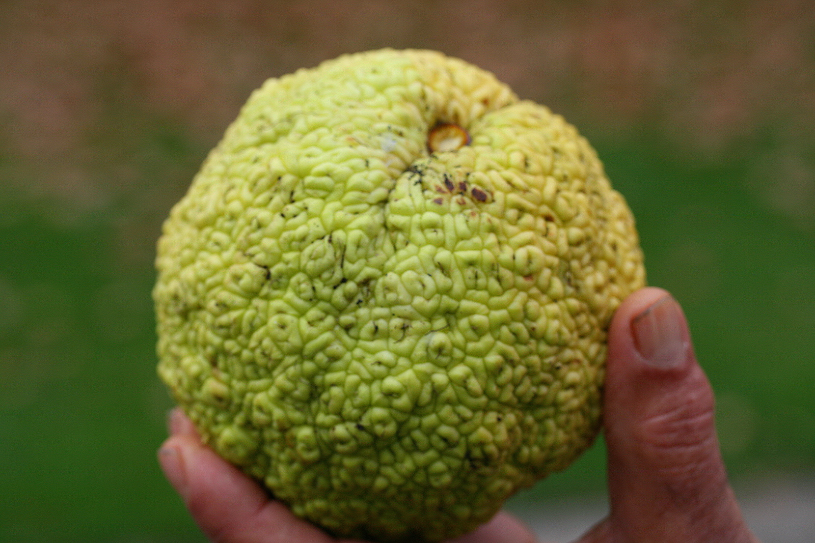 Maclura_pomifera_FrJPG.jpg