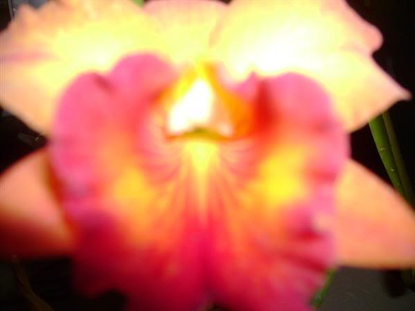 macro-2.jpg