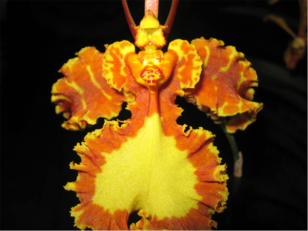 macro-oncicium-OncidiumGreenVall-1.png