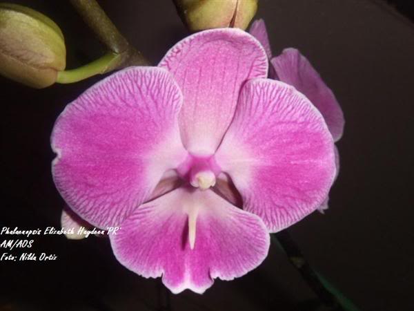 Macro-PhalaenopsisElizabethHaydeenP.jpg