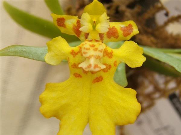 Macro-Psygmorchis-pusilla-RobertoXY.jpg