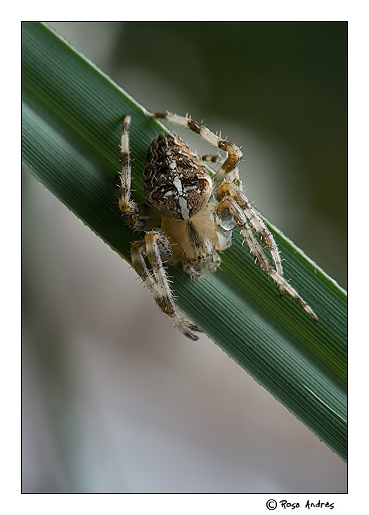 macro002.jpg