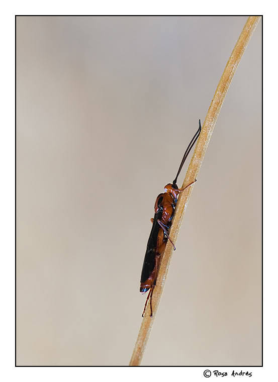 macro003.jpg