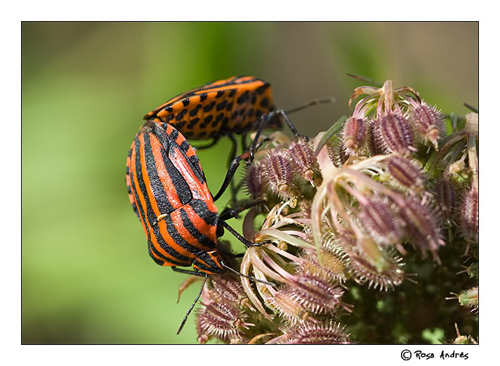 macro004.jpg